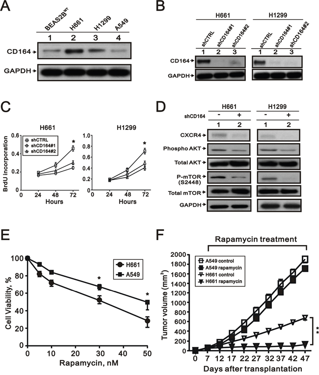 The effect of CD164 inhibition on lung cancer cells.