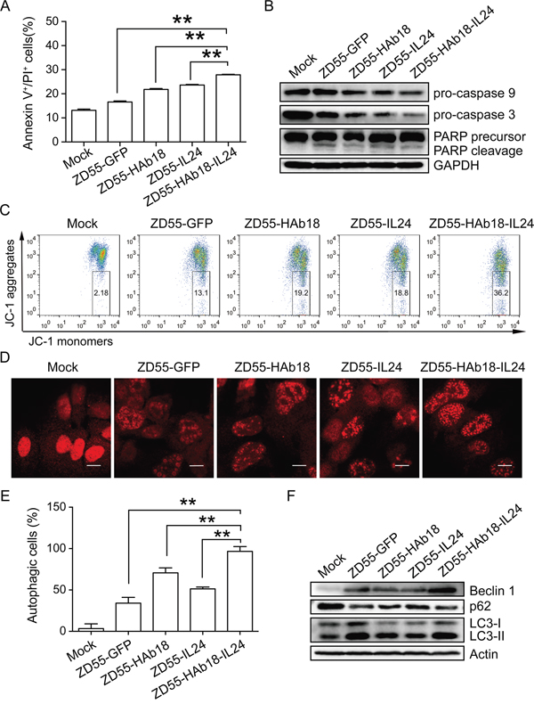 ZD55-HAb18-IL24 induces apoptosis and autophagy in PLC/PRF/5 cells.