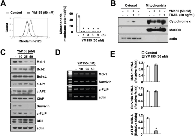 YM155 induces loss of mitochondrial membrane potential (MMP).