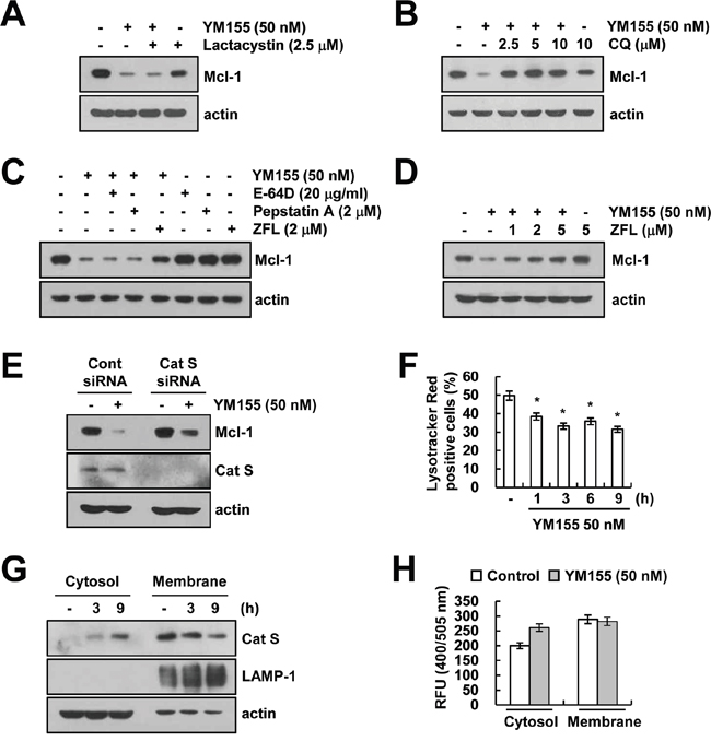 YM155 induces down-regulation of Mcl-1 expression in a lysosomal cathepsin S-dependent manner.