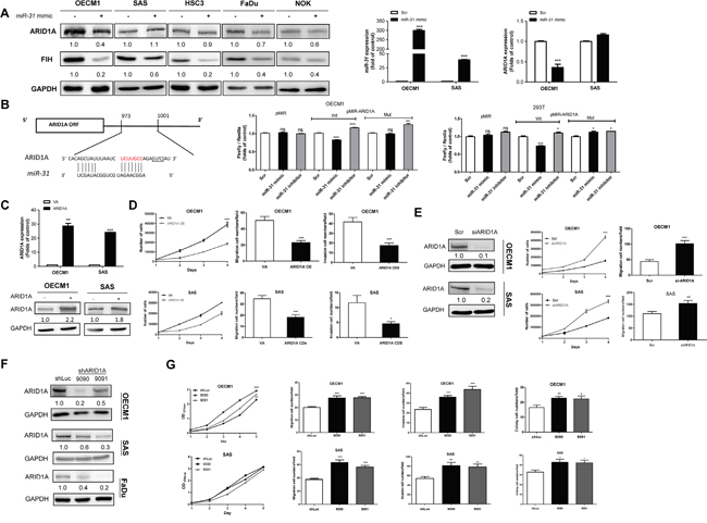 miR-31 inhibits ARID1A in HNSCC.