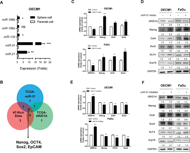 miR-31 downregulates ARID1A and upregulates pluripotency genes.