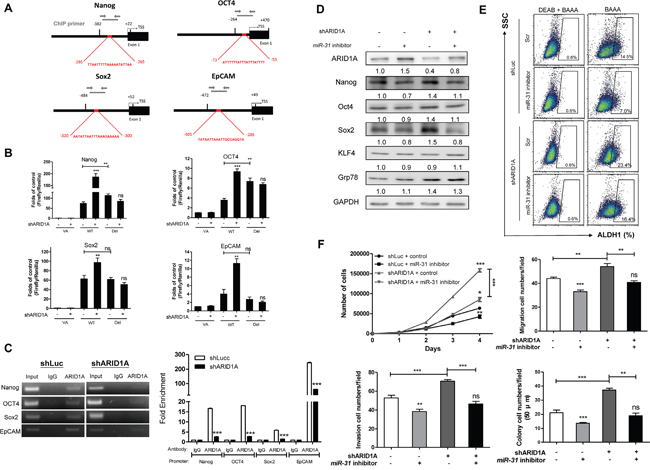 miR-31 inhibits ARID1A to transactivate pluripotency genes and oncogenicity.