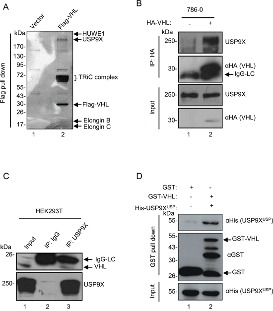 USP9X physically interacts with pVHL.