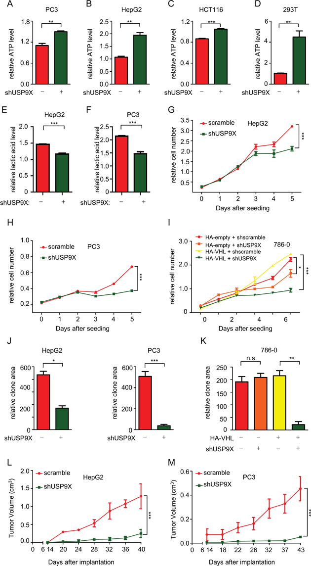 USP9X promotes tumor cell proliferation through the pVHL-HIF pathway.