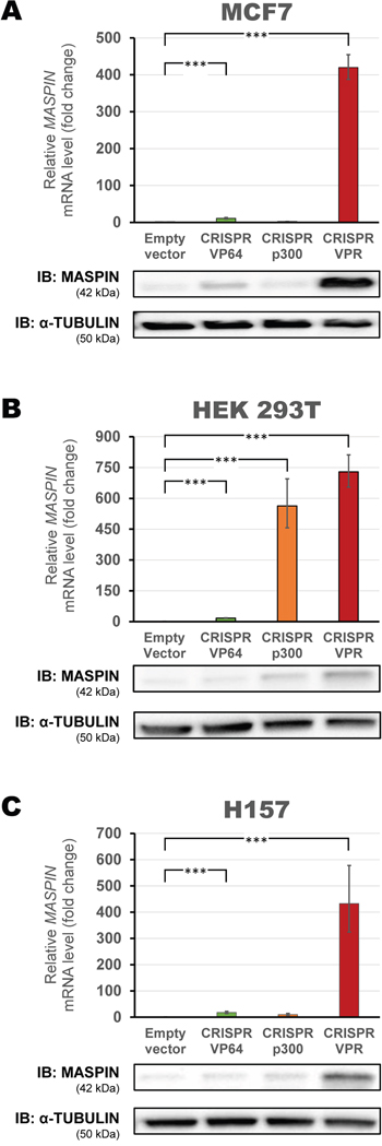 Up-regulation of MASPIN expression by second-generation CRISPR/dCas9 p300 and VPR.