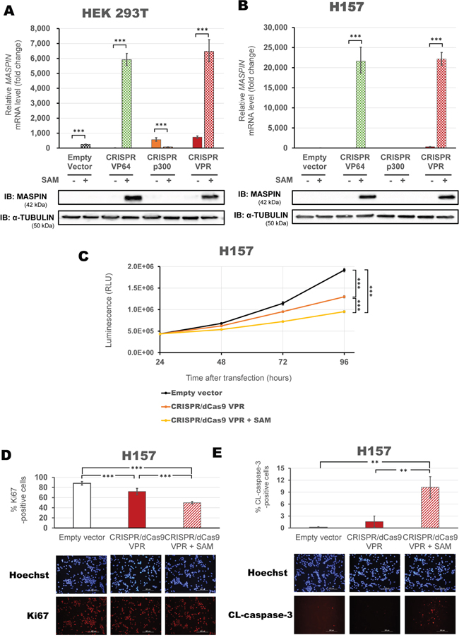 Maximizing activation of MASPIN expression using SAM complex correlates with phenotypic reprogramming.