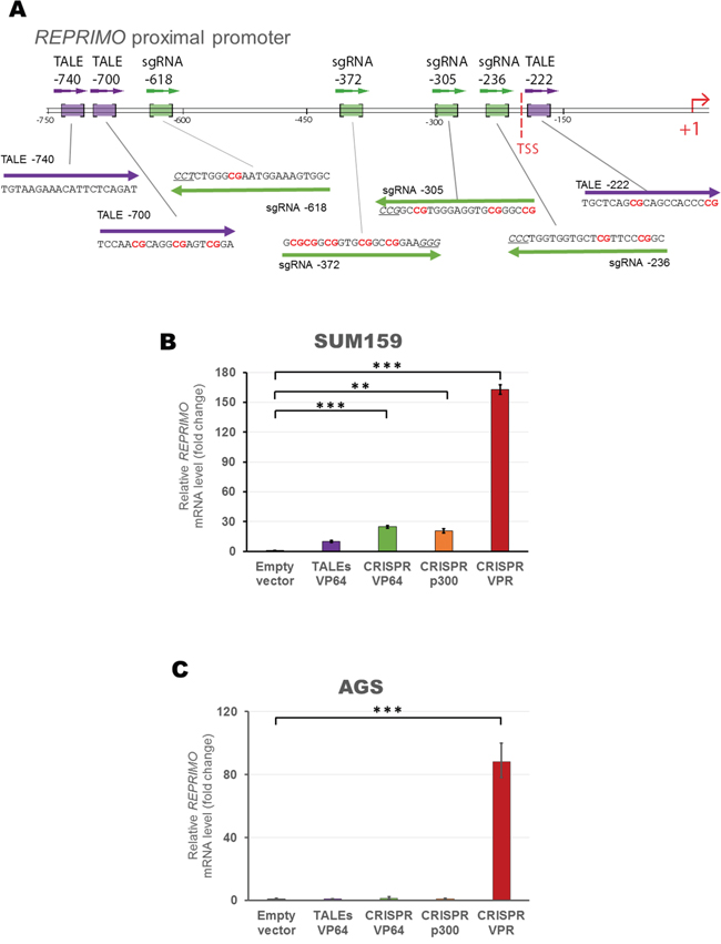 Design and construction of gRNAs and TALEs to activate REPRIMO mRNA expression in silenced cell lines.