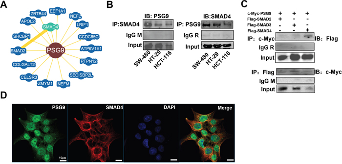 PSG9 binds directly to SMAD4.