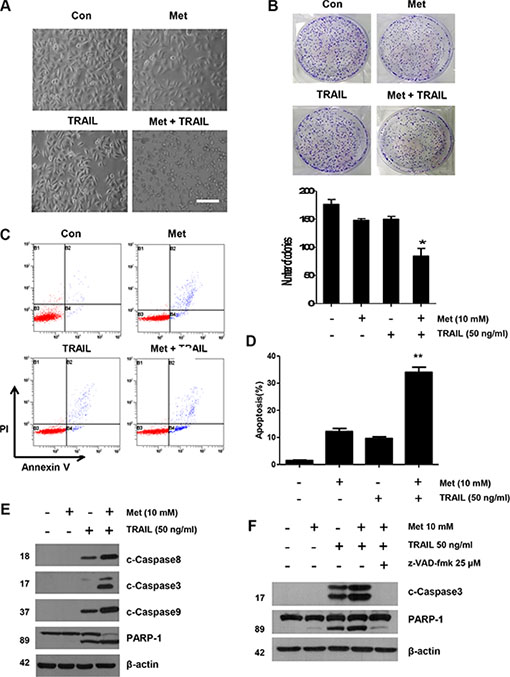 Sensitizing effect of metformin in TRAIL-induced apoptosis in human CRC cells.