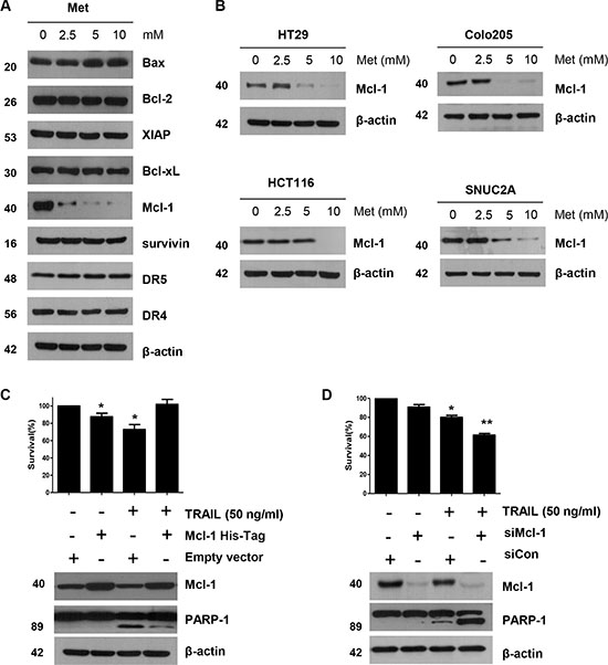The down-regulation of Mcl-1 by metformin is associated with the induction of TRAIL-mediated apoptosis.