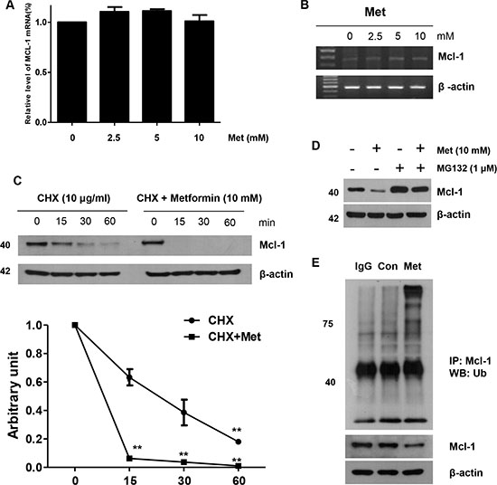 Role of Mcl-1 in the sensitizing function of metformin.