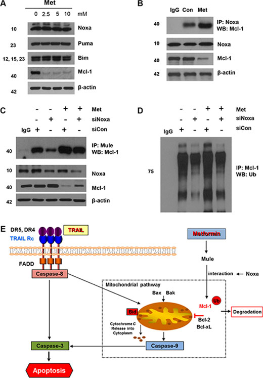 Mule is required for Noxa-induced Mcl-1 degradation following metformin treatment.