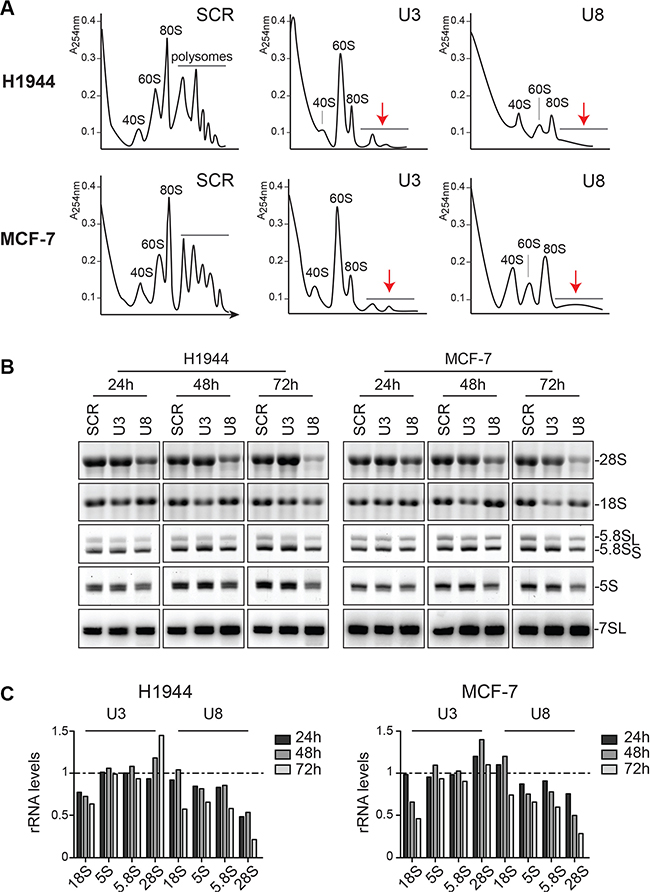 The box C/D snoRNAs U3 and U8 are required for human ribosomal subunit biogenesis.