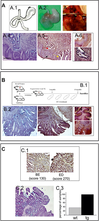 hERG1 is up-regulated in BE mouse models: (A.1) Surgical procedure: drawing of the EJA performed in this study.