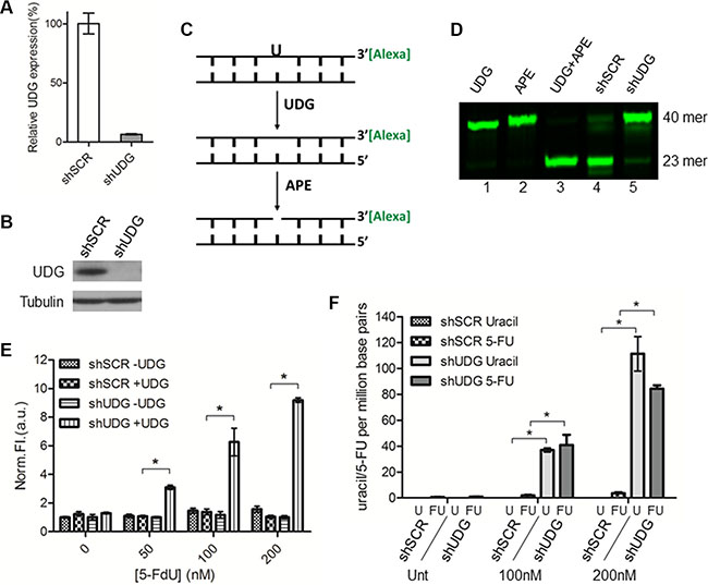 UDG depletion causes incorporation of uracil and 5-FU into genomic DNA by 5-FdU.