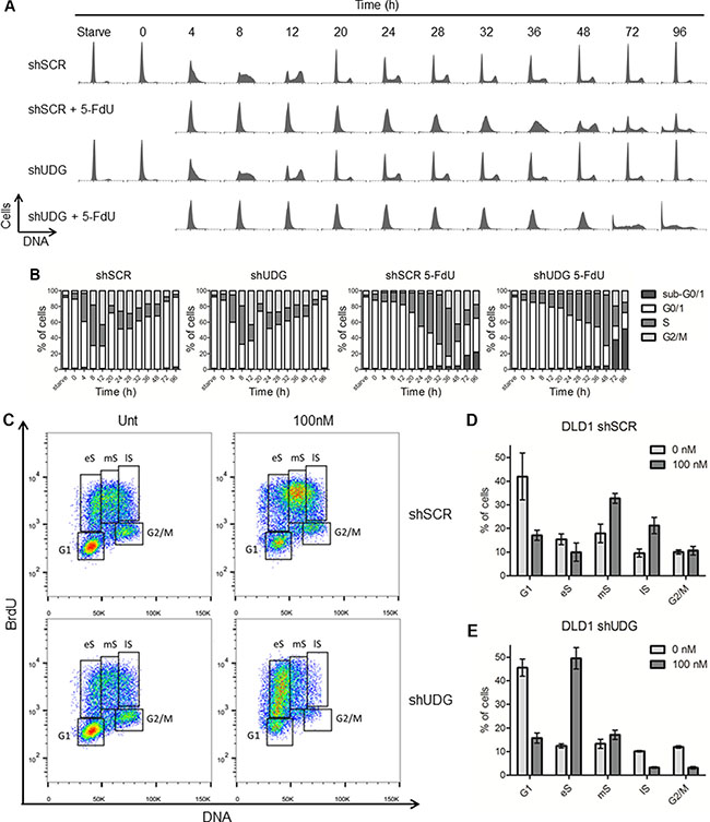 Loss of UDG induces cell cycle arrest at late G1 and early S phase by 5-FdU exposure.