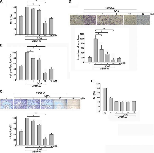 DDA inhibited VEGF-A-induced proliferation, migration and invasion of HUVECs.