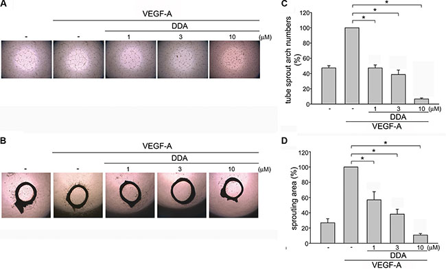 DDA inhibited VEGF-A-induced tube formation of HUVECs and rat aorta ring microvessel sprouting.