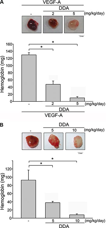DDA inhibited VEGF-A- or tumor-induced neovascularization.