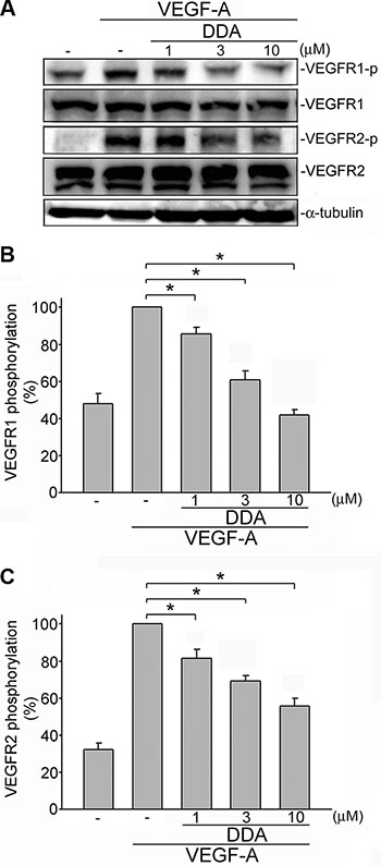 DDA inhibited VEGF-A-induced phosphorylation of VEGFR1 and VEGFR2 in HUVECs.