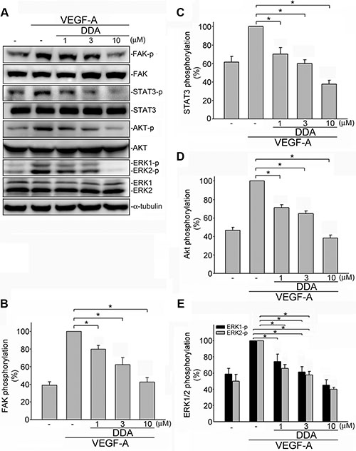 DDA inhibited VEGFR2 signaling pathway in HUVECs.