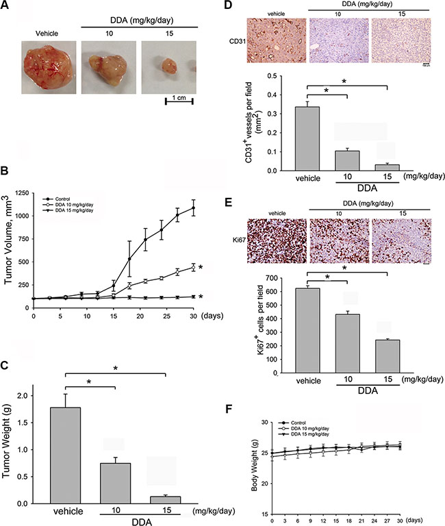 DDA suppressed tumor angiogenesis and tumor growth in a mouse xenograft tumor model.