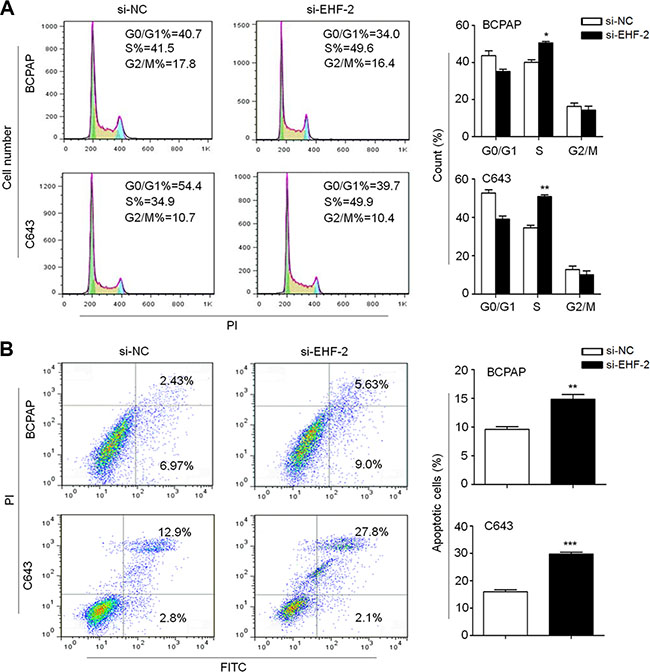 EHF knockdown induces cell cycle arrest and apoptosis in thyroid cancer cells.