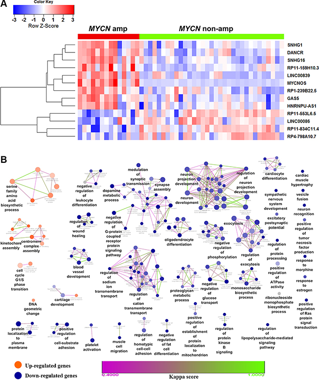 Heatmap of differentially expressed lncRNAs and biological functions of de-regulated coding genes in NB.