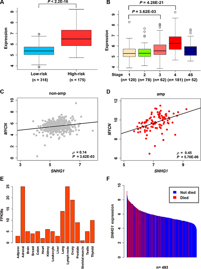 SNHG1 is a prognostic marker for neuroblastoma.