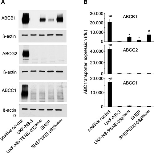 ABC transporter expression levels in in the neuroblastoma cell lines UKF-NB-3 and SHEP and their sub-lines with acquired resistance to SNS-032 resistance (UKF-NB-3rSNS-032300nM, SHEPrSNS-0322000nM).