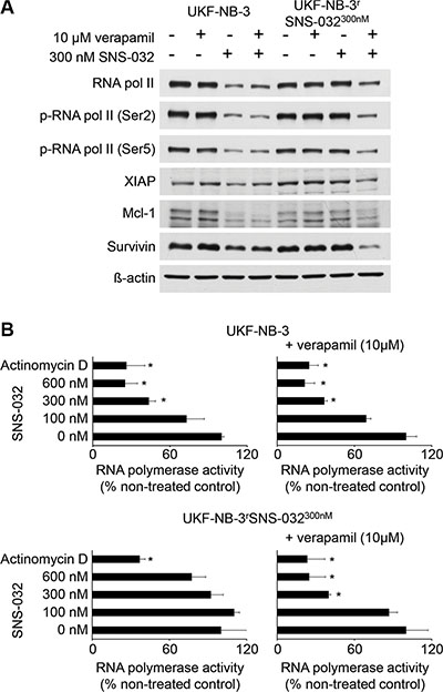 Effects of SNS-032 on CDK7 and CDK9 signalling and RNA polymerase activity in UKF-NB-3 and UKF-NB-3rSNS-032300nM cells in the absence or presence of the ABCB1 inhibitor verapamil.