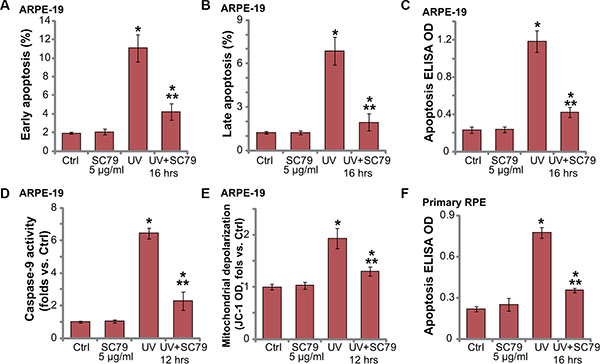 SC79 inhibits UV-induced apoptosis activation in RPE cells.