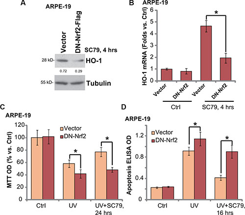Nrf2 S40T mutation attenuates SC79-mediated RPE cytoprotection against UV radiation.