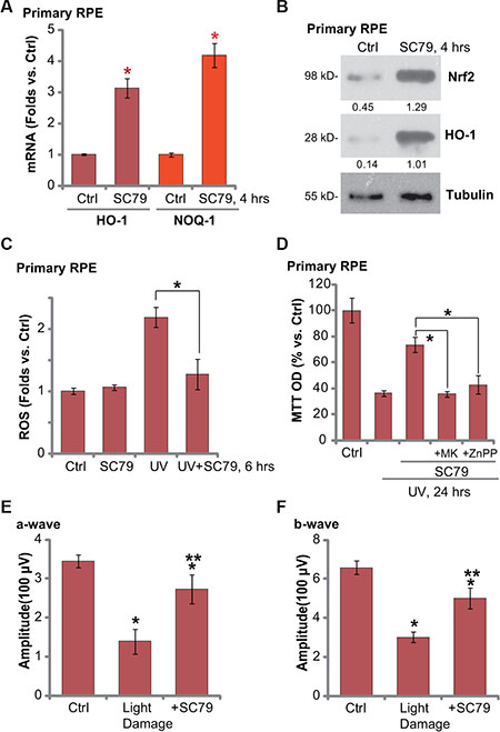 SC79 activates Nrf2 signaling in primary murine RPE cells and its retinal protection activity in vivo.