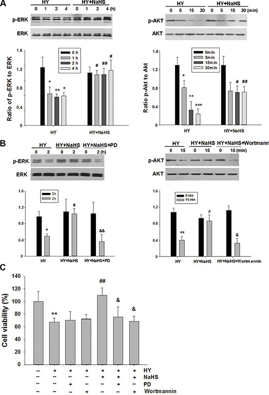 Effect of NaHS on ERK and Akt phosphorylation in BMSCs in vitro.