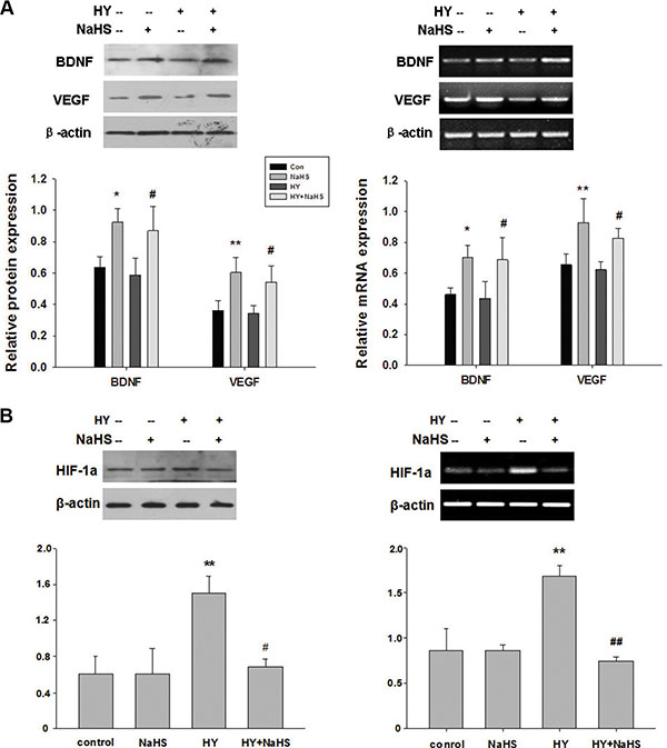 NaHS stimulated the release of BDNF and VEGF, and HIF-1a expression in BMSCs in vitro.