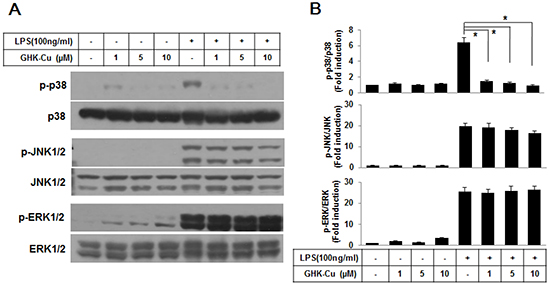 GHK-Cu suppressed the activation of the p38 MAPK signaling pathway in LPS-induced RAW 264.7 cells activation.