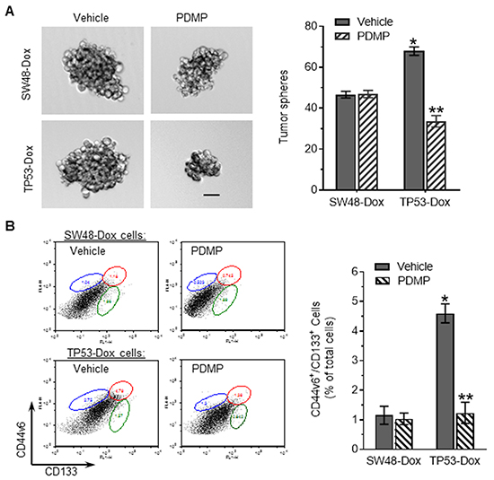 p53 R273H mutant enhanced tumor sphere formation and CSCs among colon cancer cells.