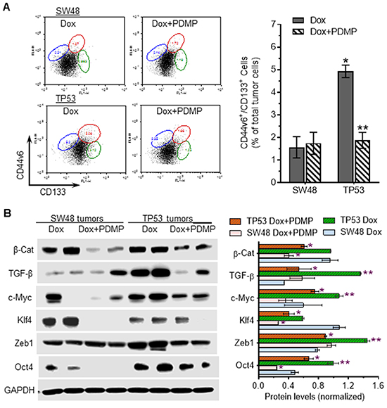 Effects of R273H p53 mutant on iPSC in tumors exposed to doxorubicin.