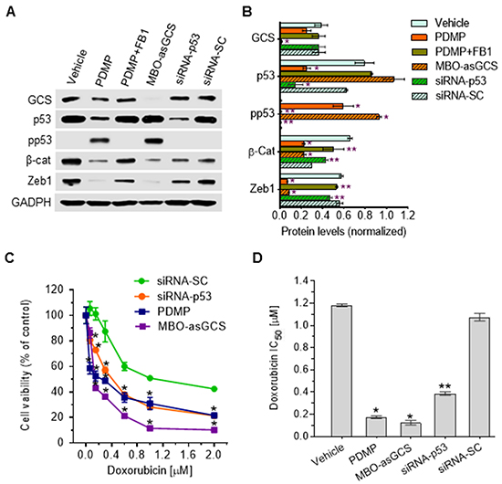 Ceramide restores wt p53 expression in cells carrying heterozygous R273H mutation.