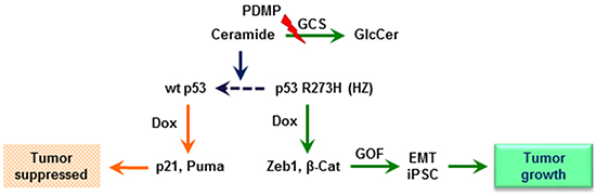 Ceramide restores wild-type p53 expression in cells heterozygously carrying a p53 R273H mutant allele.