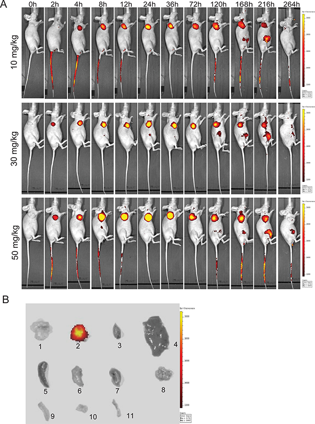 In vivo and ex vivo optical imaging in MIA PaCa-2 xenograft-bearing athymic mice using Dylight680-labeled DF-HSA.