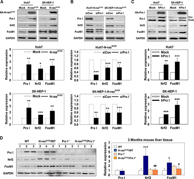 Prx I regulated transcription factor FoxM1 and Nrf2 levels in H-rasG12V-induced hepatic tumors.