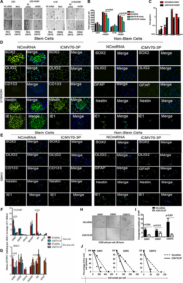 CMV70-3P regulates glioma stemness.