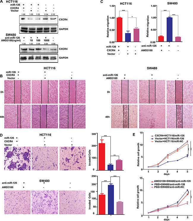 CXCR4 is a functional mediator for miR-126 in colon cancer cells.