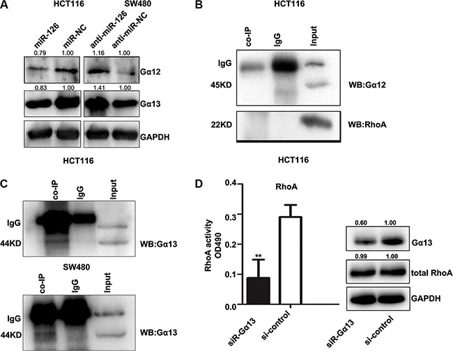 CXCR4 activates the RhoA signaling pathway via G&#x03B1;13.