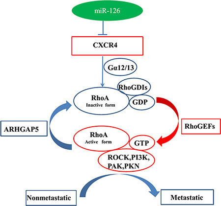 Model for miR-126-mediated inhibition of cell proliferation and migration via its regulation of the CXCR4 and RhoA signaling pathways.