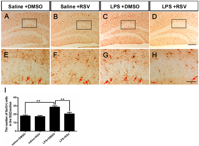 Pretreatment with RSV inhibited LPS-induced over-activation of microglia in the SGZ.