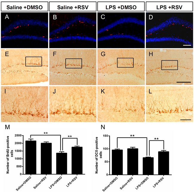 Pretreatment with RSV prevented the LPS-induced decrease of BrdU-positive cells and DCX-positive cells in the SGZ.